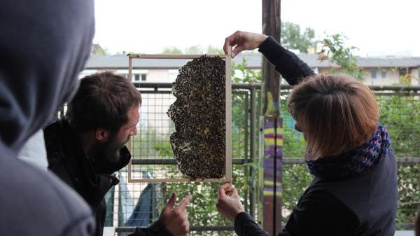 62 ProBiene - Freies Institut für ökologische Bienenhaltung