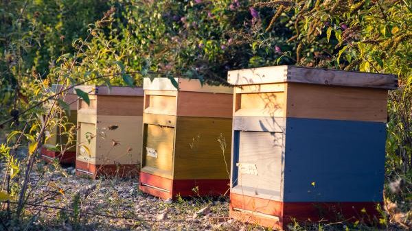 62 ProBiene - Freies Institut für ökologische Bienenhaltung